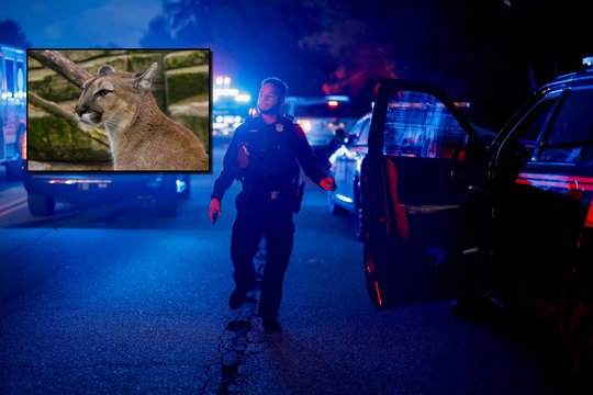 JAV – kraupi nelaimė: žuvo pumos užpulta moteris