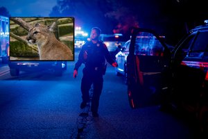 JAV – kraupi nelaimė: žuvo pumos užpulta moteris