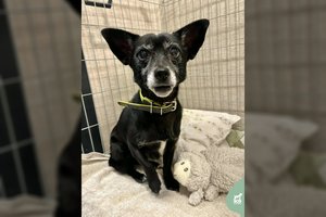 Vos 5 kg bobutė, mėgstanti žmones ir kitus gyvūnus, trokšta supratingo žmogaus