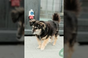 Puiki kiekvieno žmogaus kompanjonė trokšta gero žmogaus šalia: įspėja – reikia šiek tiek numesti svorio