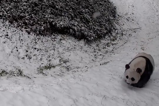 Žiemos pramogoms neatsispyrė ir ši panda: čiuožinėjimui nuo kalniuko rogių neprireikė 