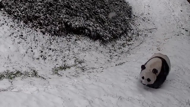 Žiemos pramogoms neatsispyrė ir ši panda: čiuožinėjimui nuo kalniuko rogių neprireikė 