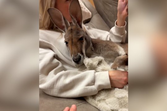 Naminių augintinių pasirinkimui ribų nėra: moters glėbyje užfiksavo netikėtą vaizdelį