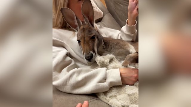 Naminių augintinių pasirinkimui ribų nėra: moters glėbyje užfiksavo netikėtą vaizdelį