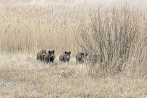 Neįprasta gelbėjimo operacija Kėdainių rajone – skendo šernai