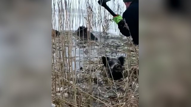 Pamatykite: šių vyrui drąsumui nėra ribų – nė nedvejoję išgelbėjo skendusius šernus 