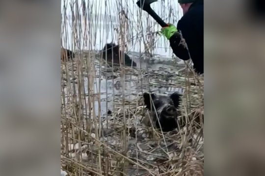 Pamatykite: šių vyrui drąsumui nėra ribų – nė nedvejoję išgelbėjo skendusius šernus 