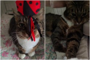 Stambaus kūno sudėjimo ir rimto snukučio katytė ieško žmogaus, kuriam galėtų dovanoti visą švelnumą ir meilę