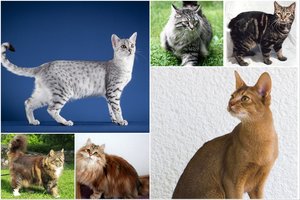 Gamta ir žmogaus ranka: kaip mados ir mūsų kaprizai perrašė tūkstantmetę kačių istoriją