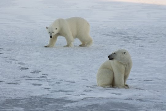 Sibire – baltojo lokio išpuolis: užpuolė šeimą, tarp nukentėjusių – ir vaikas