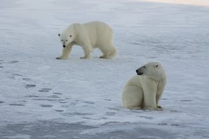 Sibire – baltojo lokio išpuolis: užpuolė šeimą, tarp nukentėjusių – ir vaikas