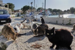 Graikijos saloje ieškoma kačių prižiūrėtojų: siūlo nemokamą apgyvendinimą ir pusryčius