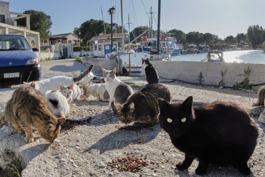 Graikijos saloje ieškoma kačių prižiūrėtojų: siūlo nemokamą apgyvendinimą ir pusryčius