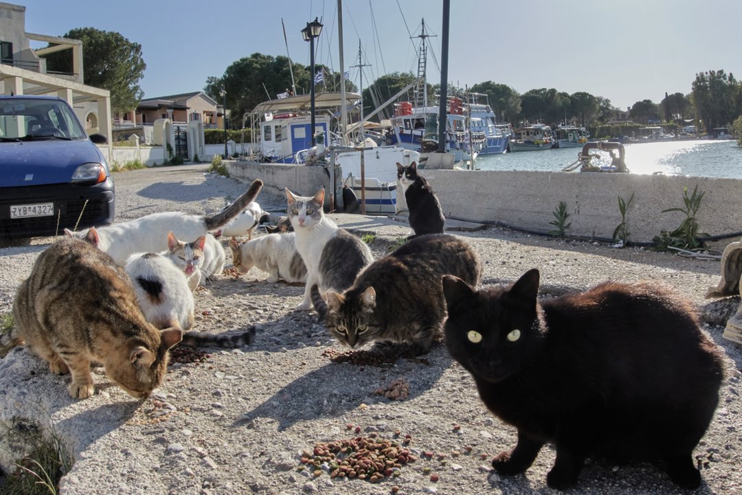 Graikijos saloje ieškoma kačių prižiūrėtojų: siūlo nemokamą apgyvendinimą ir pusryčius