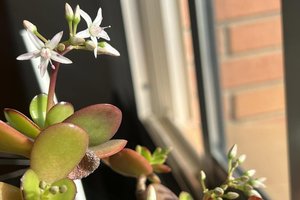 Stebuklas ant palangės: daug kas šį augalą turi namie – bet net nežino, kad jis gali pražysti
