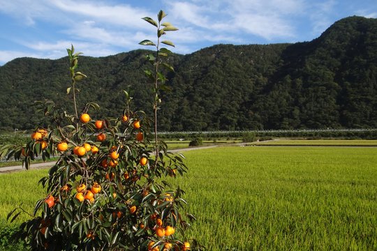 Kaip užsiauginti persimoną iš kauliuko – ir ar verta tai daryti?