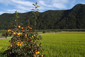 Kaip užsiauginti persimoną iš kauliuko – ir ar verta tai daryti?