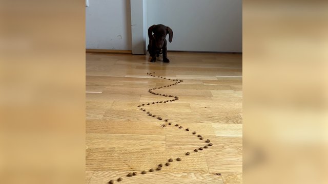 Itin viliojantis skanėstų kelias: iš nekantrumo keturkojis ėmė net drebėti