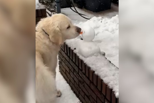 Sniego senis pagal keturkojį: nusprendė, kad vienos dalies neprireiks