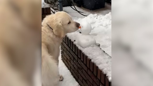 Sniego senis pagal keturkojį: nusprendė, kad vienos dalies neprireiks