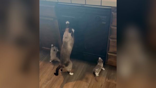 Katė ir du jos klonai: neieškodami prasmės kopijavo visus veiksmus