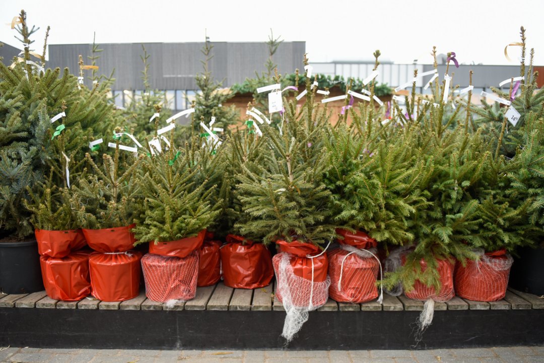 Ką daryti, kad sulauktų pavasario: miškininkų patarimai planuojantiems žaliaskares sodinti