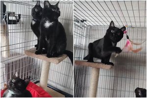 4 juodi linksmi mažyliai trokšta gerų namų: kačiukai pratę būti kartu