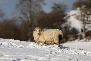 Į parduotuvę užsukę vokiečiai nustėro: tarp lentynų sukiojosi avys