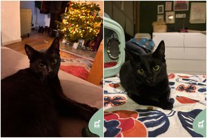 Jaunas ir juodas kaip angliukas Salemas – išprotėjęs dėl kamuoliukų ir skanukų