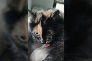 „Reklamuotis“ nemokanti jauna katė – rami ir meili: ieško mylinčių žmonių