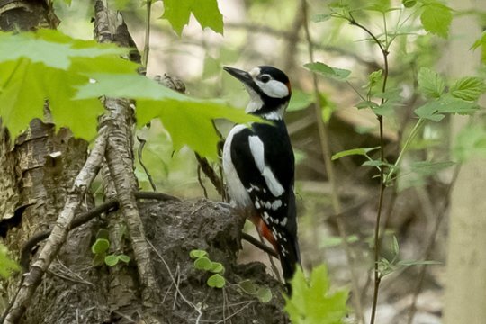 Vyriausybė pritarė išplėsti Cimakavo draustinio teritoriją