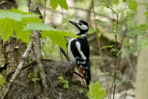 Vyriausybė pritarė išplėsti Cimakavo draustinio teritoriją