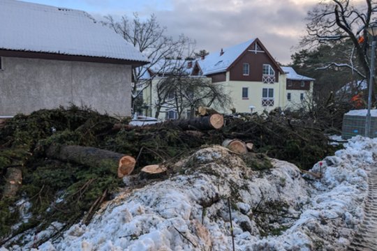 Nidoje – audra dėl iškirstų medžių: paaiškino, kas juos pakeis ir kiek už tai sumokėjo