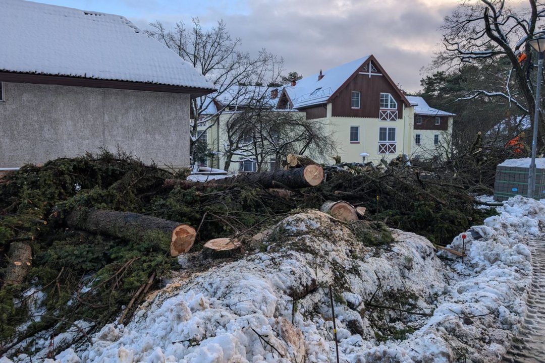 Nidoje – audra dėl iškirstų medžių: paaiškino, kas juos pakeis ir kiek už tai sumokėjo
