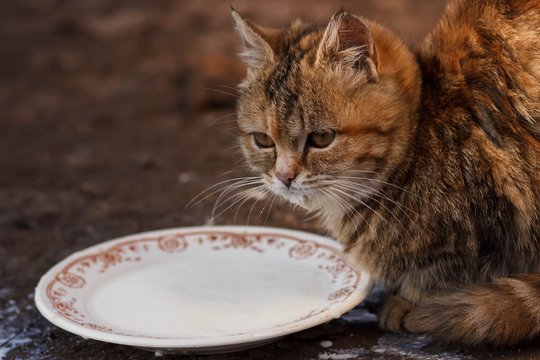 Niekada taip nesielkite su savo kate: 5 patys pavojingiausi įpročiai