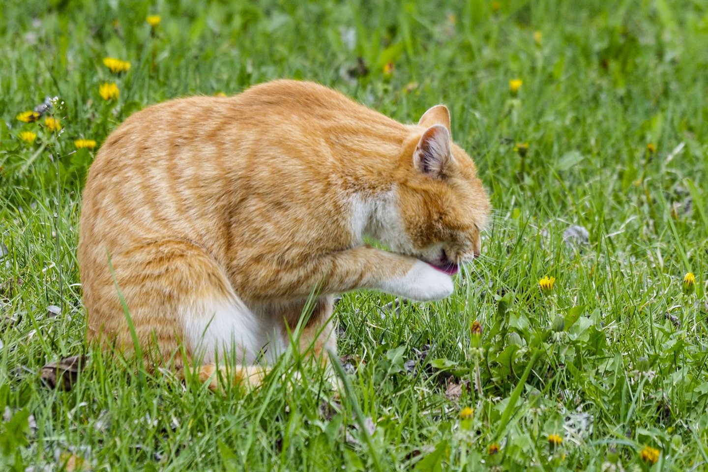Mokslininkai pateikė netikėtą paaiškinimą, kodėl katės ir šunys ėda žolę.<br>V.Ščiavinsko nuotr.