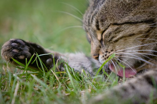 Mokslininkai pateikė netikėtą paaiškinimą, kodėl katės ir šunys ėda žolę: įspėja dėl vieno dalyko