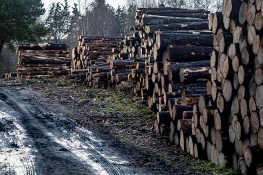 Miškininkystės versle – skandalas: direktorius už savo namo statybas mokėjo iš įmonės sąskaitos