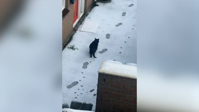 Pėdsakai sniege ir augintinio elgesys kelia šypseną: pamačius – sunku susilaikyti