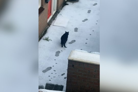 Pėdsakai sniege ir augintinio elgesys kelia šypseną: pamačius – sunku susilaikyti