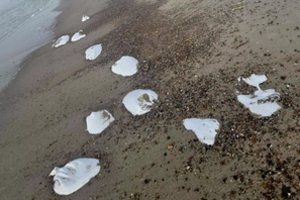 Klaipėdietę papiktino radinys paplūdimyje: „Vasarą – smagu, o žiemą – nesvarbu“