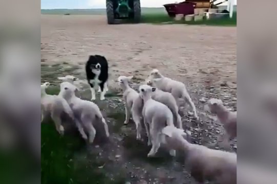 Vos akimirka ir ėriukams tapo aišku: pribėgę kaipmat apsigalvojo