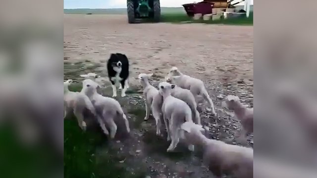 Vos akimirka ir ėriukams tapo aišku: pribėgę kaipmat apsigalvojo