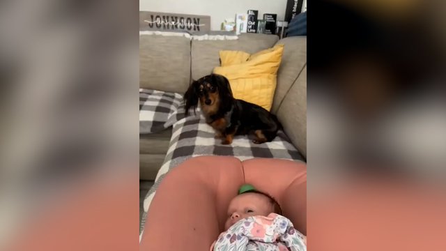 Negalėjo suprasti, kodėl kūdikis nežaidžia: šuo išbandė įvairias taktikas