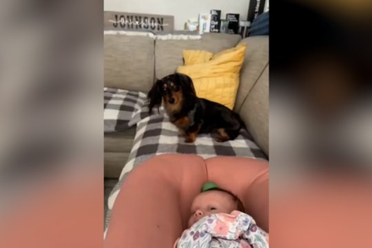 Negalėjo suprasti, kodėl kūdikis nežaidžia: šuo išbandė įvairias taktikas