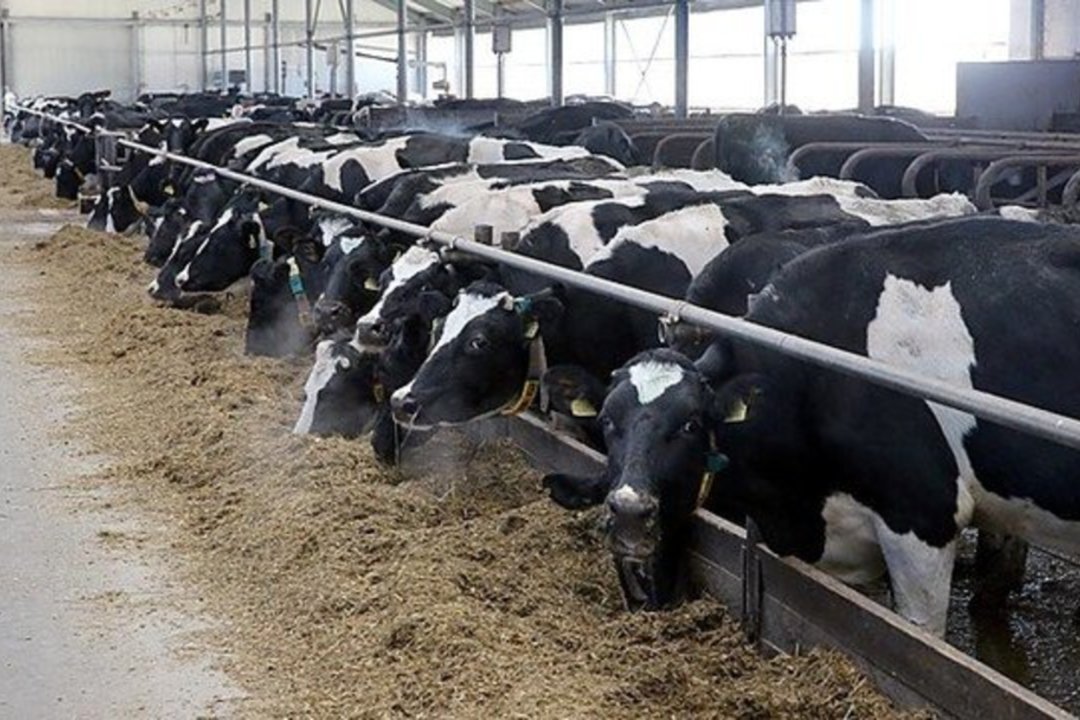 Pieno ūkiai po didžiulio augimo gali staigiai kristi į duobę: su nerimu žvelgia į ateitį