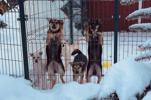 Sniegas ir šaltis smogė beglobiams gyvūnams Lietuvoje: kasdien kovoja, kad išgyventų