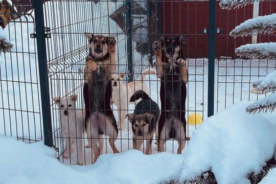 Sniegas ir šaltis smogė beglobiams gyvūnams Lietuvoje: kasdien kovoja, kad išgyventų