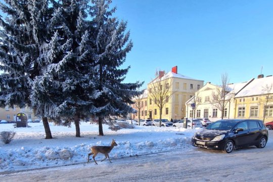 Klaipėdos centre – netikėti miško svečiai: blaškėsi stirnos