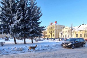 Klaipėdos centre – netikėti miško svečiai: blaškėsi stirnos